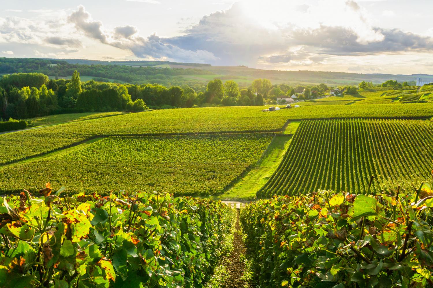 Champagne vineyard on a sunny day business Champagne